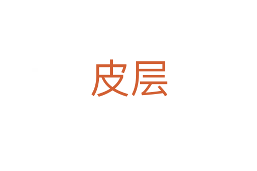 皮层