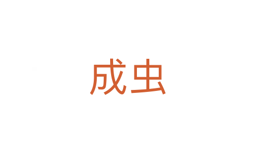 成虫