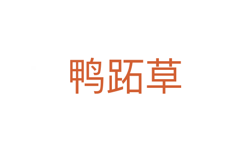 鸭跖草