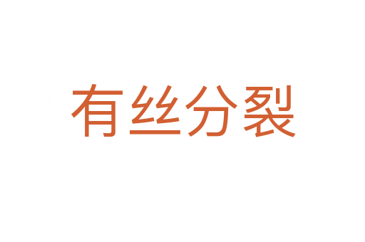 有丝分裂
